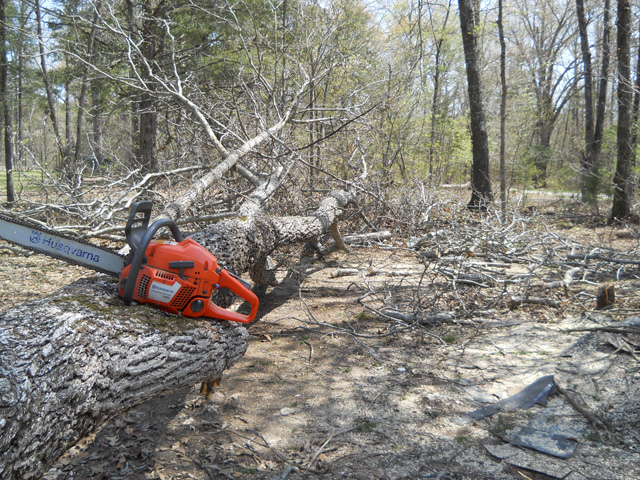 hickory tree to be cut up