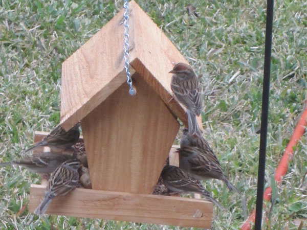 House Sparrows on Bird Feeder