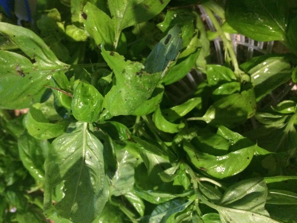 Fresh picked and rinsed Basil